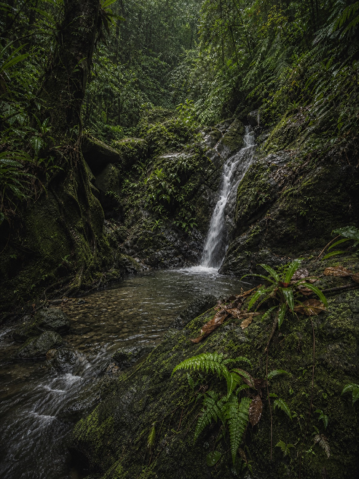 蓝山雨林瀑布